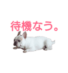 フレンチブルドッグ ぶんた②（個別スタンプ：1）