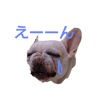 フレンチブルドッグ ぶんた②（個別スタンプ：5）