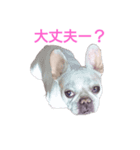 フレンチブルドッグ ぶんた②（個別スタンプ：8）