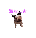 フレンチブルドッグ ぶんた②（個別スタンプ：15）
