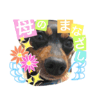 ミニピンくるみスタンプ（個別スタンプ：2）
