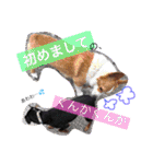 ミニピンくるみスタンプ（個別スタンプ：15）