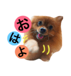 ポメラニアンのうにと仲間たち（個別スタンプ：1）