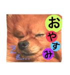 ポメラニアンのうにと仲間たち（個別スタンプ：2）