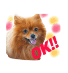 ポメラニアンのうにと仲間たち（個別スタンプ：3）