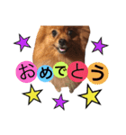 ポメラニアンのうにと仲間たち（個別スタンプ：5）