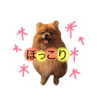 ポメラニアンのうにと仲間たち（個別スタンプ：7）