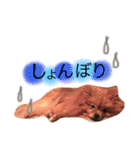 ポメラニアンのうにと仲間たち（個別スタンプ：8）