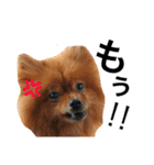 ポメラニアンのうにと仲間たち（個別スタンプ：10）