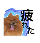 ポメラニアンのうにと仲間たち（個別スタンプ：11）