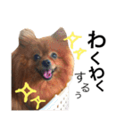 ポメラニアンのうにと仲間たち（個別スタンプ：12）