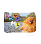 ポメラニアンのうにと仲間たち（個別スタンプ：23）