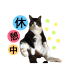 ポメラニアンのうにと仲間たち（個別スタンプ：25）