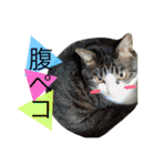 ポメラニアンのうにと仲間たち（個別スタンプ：28）