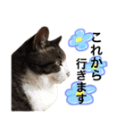 ポメラニアンのうにと仲間たち（個別スタンプ：29）