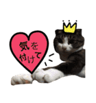 ポメラニアンのうにと仲間たち（個別スタンプ：30）