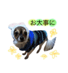 ポメラニアンのうにと仲間たち（個別スタンプ：37）