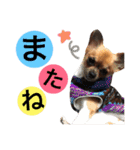 ポメラニアンのうにと仲間たち（個別スタンプ：38）