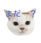 うちのコロンくん（個別スタンプ：2）