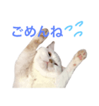 うちのコロンくん（個別スタンプ：3）