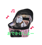 うちのコロンくん（個別スタンプ：4）
