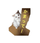 うちのコロンくん（個別スタンプ：5）