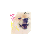 表情豊かなポメちゃんスタンプ2（個別スタンプ：1）