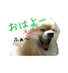 表情豊かなポメちゃんスタンプ2（個別スタンプ：3）
