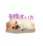 表情豊かなポメちゃんスタンプ2（個別スタンプ：5）