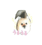 表情豊かなポメちゃんスタンプ2（個別スタンプ：6）