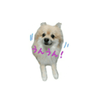 表情豊かなポメちゃんスタンプ2（個別スタンプ：8）