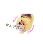表情豊かなポメちゃんスタンプ2（個別スタンプ：9）