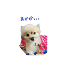 表情豊かなポメちゃんスタンプ2（個別スタンプ：11）