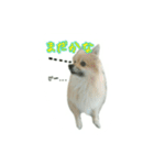 表情豊かなポメちゃんスタンプ2（個別スタンプ：20）