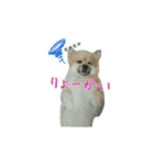 表情豊かなポメちゃんスタンプ2（個別スタンプ：22）