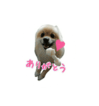 表情豊かなポメちゃんスタンプ2（個別スタンプ：24）