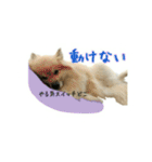 表情豊かなポメちゃんスタンプ2（個別スタンプ：25）