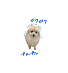 表情豊かなポメちゃんスタンプ2（個別スタンプ：26）