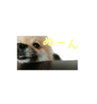 表情豊かなポメちゃんスタンプ2（個別スタンプ：27）