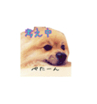 表情豊かなポメちゃんスタンプ2（個別スタンプ：30）