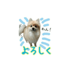 表情豊かなポメちゃんスタンプ2（個別スタンプ：31）