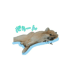 表情豊かなポメちゃんスタンプ2（個別スタンプ：32）