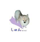 表情豊かなポメちゃんスタンプ2（個別スタンプ：33）