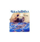 表情豊かなポメちゃんスタンプ2（個別スタンプ：34）