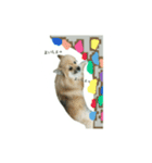 表情豊かなポメちゃんスタンプ2（個別スタンプ：37）