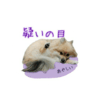 表情豊かなポメちゃんスタンプ2（個別スタンプ：39）