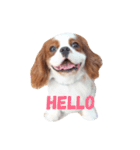 the cavalier story（個別スタンプ：1）