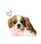 the cavalier story（個別スタンプ：2）