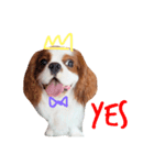 the cavalier story（個別スタンプ：3）