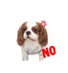 the cavalier story（個別スタンプ：4）